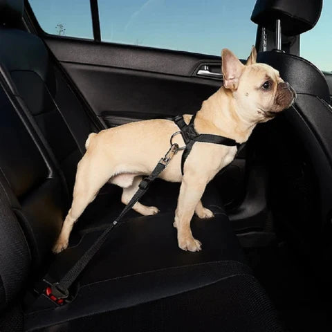 PawsOn Guard Seatbelt